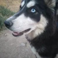 سگ هاسکی ماده
