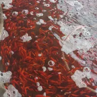 ماهی قرمز|ماهی|رشت, کوی مهر|دیوار