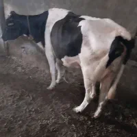 گاو صحرا