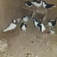 18تا کفتر جفتی نر و ماده|پرنده|کدکن, |دیوار