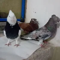 سه عدد کبوتر طوقی سرور وجوجه همگی سالم