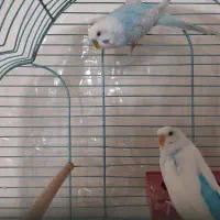 ۵ جفت مرغ عشق مولد|پرنده|ابریشم, |دیوار