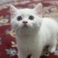 بچه گربه بریتیش