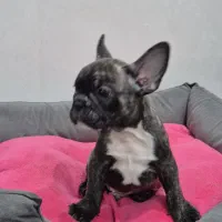 فرنچ بولداگ|سگ|لاهیجان, شیشه گران|دیوار