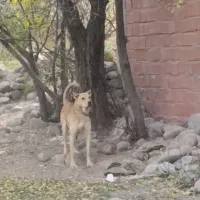 سک سرابی نر ۱۸ماهه