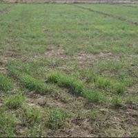 فروش زمین کشاورزی( ۱۰۰ هکتاری)