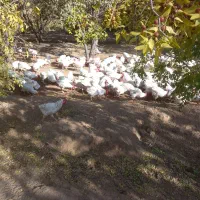 خروس سفید محلی|حیوانات مزرعه|جوین, |دیوار