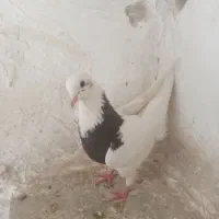 چهارتا ماده طوقی