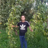 گردو ژنوتیپ ۷