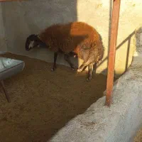 بره نر درشت|حیوانات مزرعه|فاضل آباد, |دیوار