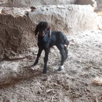 گوسفند