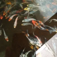 فروش ماهی کوی