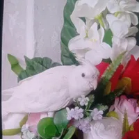 عروس هلندی گمشده