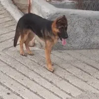 سگ ژرمن|سگ|اردبیل, |دیوار