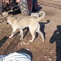 سگ ۸ماهه ماده