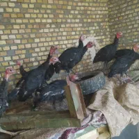 بوقلمون‌قرمزومشکی‌محلی،مرغ  محلی|حیوانات مزرعه|بوکان, |دیوار