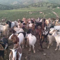 بز فروشی|حیوانات مزرعه|گیلان غرب, |دیوار