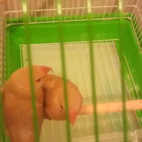 سهره کفتر عروس فنج نرگسی|پرنده|قم, بکایی|دیوار