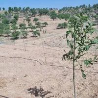 فروش زمین ۱۰۰۰ متری پل زمانخان|فروش زمین و ملک کلنگی|اصفهان, تیران|دیوار
