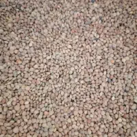 فروش عدس ریز خوش پخت . کیلویی 125تومن