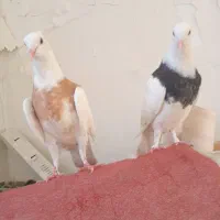 یک جفت طوقی