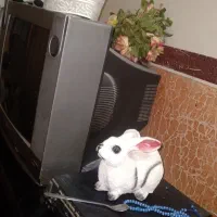 لوازم خانگی