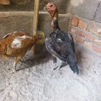 مرغ لاری تازه کت شده