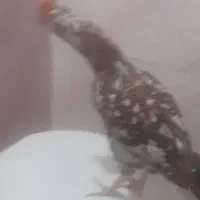 خروس گلین صحیح وسالم