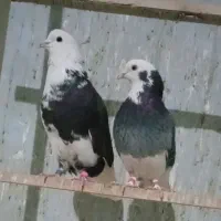 کفتر مایه بعدظهری یجایی