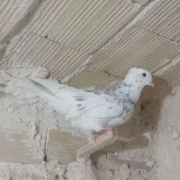 دوتا برادر کرمونی کاکلی