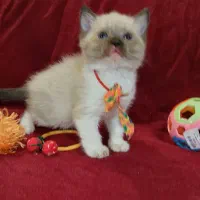 گربه های ملوس و شیطون|گربه|گرگان, |دیوار