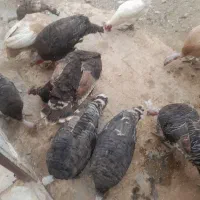 بوقلمون