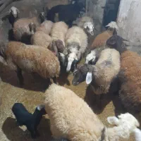 ۱۴‌راس‌گوسفند