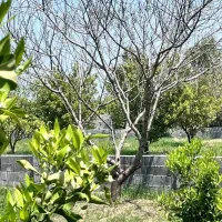 زمین قابل ساخت باسند انشعابات اختصاصی.فوری|فروش زمین و ملک کلنگی|آمل, |دیوار