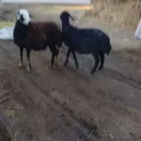 دوعددگوسفند