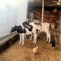 گاو زایده. با شنگل یک ساله هلشتاین  آبستن
