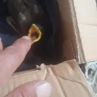 جوجه مینا سخنگو باباش قشنگ صحبت میکنه