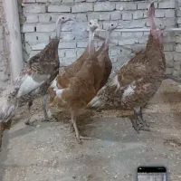 بوقلمون بربون|حیوانات مزرعه|یزد, |دیوار