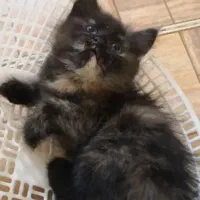 کالیکو