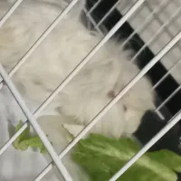 خوکچه هندی|موش و خرگوش|اهواز, کمپلو جنوبی|دیوار