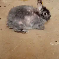 خرگوش ماده میکس لوپ و اسرائیلی