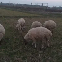 فروش بره و گوسفند|حیوانات مزرعه|تالش, جوکندان|دیوار