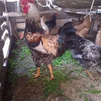 خروس دورگ سالم .چاق چاق .40تاج مرغ گیر.سنگین.وزن