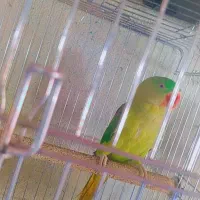 شاه طوطی و ماده ملنگو|پرنده|محمدبار, |دیوار