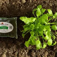 نمایندگی کود های ارگانیک قوی|خدمات باغبانی و درختکاری|فردیس, شهرک راه آهن|دیوار