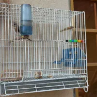 جوجه امسال|پرنده|اندیمشک, |دیوار