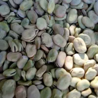 باقلای خشک درجه یک