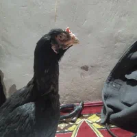 مرغ اصیل|حیوانات مزرعه|خاش, |دیوار