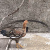 مرغ لاری|حیوانات مزرعه|خرم‌آباد, |دیوار