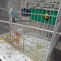 یک جفت مرغ عشق باقفس ووسایل|پرنده|دیواندره, |دیوار